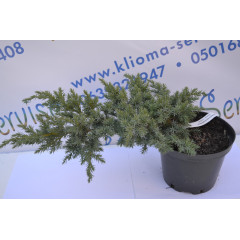 Можжевельник чешуйчатый Мейери "Meyeri" D 20-25 (C3)