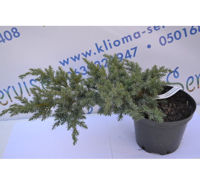 Можжевельник чешуйчатый Мейери "Meyeri" D 20-25 (C3)