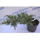 Можжевельник чешуйчатый Мейери "Meyeri" D 20-25 (C3)