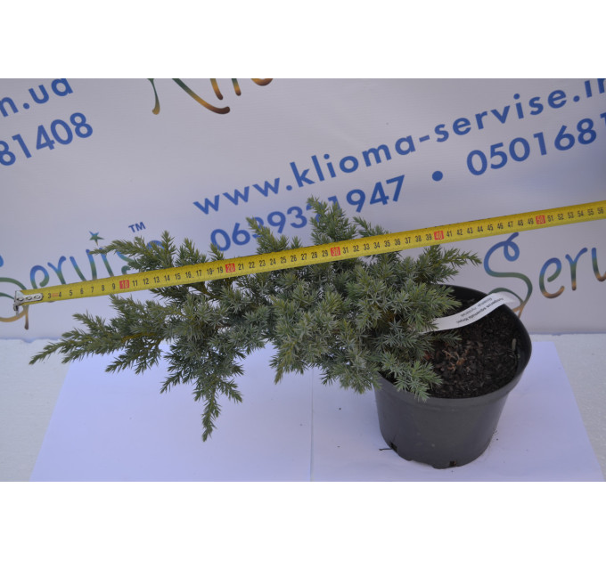 Можжевельник чешуйчатый Мейери "Meyeri" D 20-25 (C3)