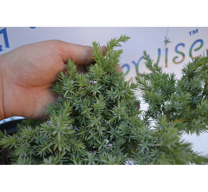 Можжевельник чешуйчатый Мейери "Meyeri" D 20-25 (C3)