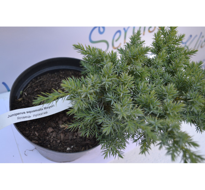 Можжевельник чешуйчатый Мейери "Meyeri" D 20-25 (C3)