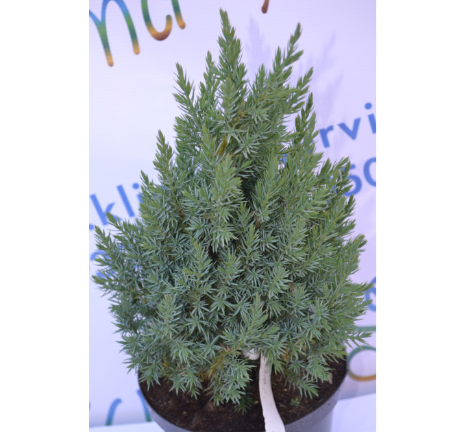 Можжевельник китайский "Stricta" 20-30см. (С3)