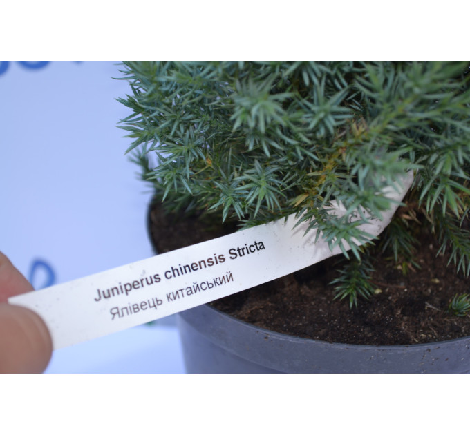 Можжевельник китайский "Stricta" 20-30см. (С3)