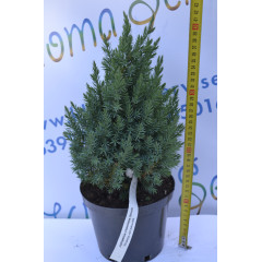 Можжевельник китайский "Stricta" 20-30см. (С3)