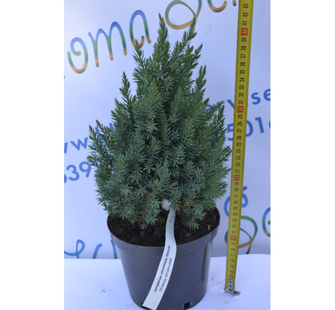 Можжевельник китайский "Stricta" 20-30см. (С3)