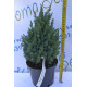 Можжевельник китайский "Stricta" 20-30см. (С3)