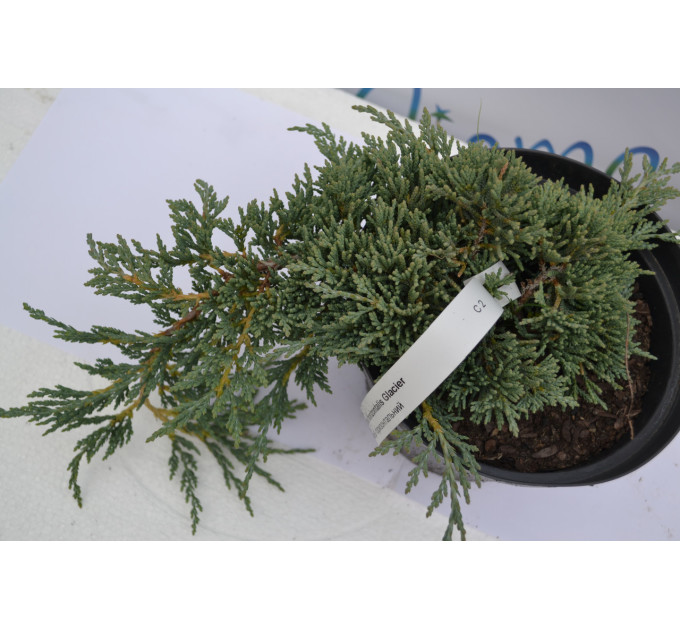 Можжевельник горизонтальный Гласиер "Glacier" D 30-40 (C2)