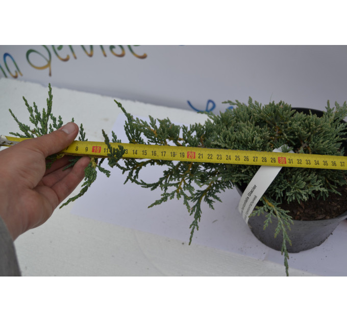 Можжевельник горизонтальный Гласиер "Glacier" D 30-40 (C2)