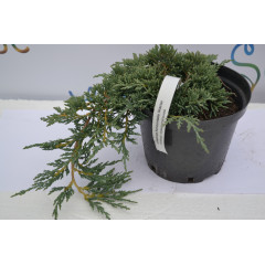 Можжевельник горизонтальный Гласиер "Glacier" D 30-40 (C2)