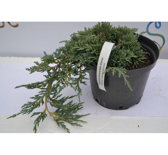 Можжевельник горизонтальный Гласиер "Glacier" D 30-40 (C2)