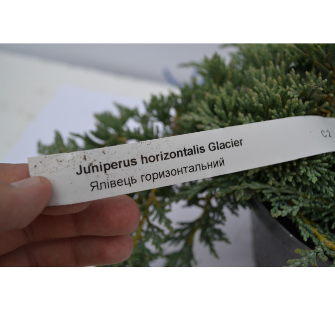 Можжевельник горизонтальный Гласиер "Glacier" D 30-40 (C2)