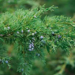 Можжевельник виргинский Hetz, контейнер 0.5 л D 50-60 см