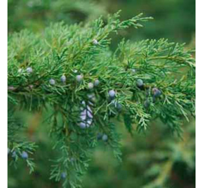 Можжевельник виргинский Hetz, контейнер 0.5 л D 50-60 см