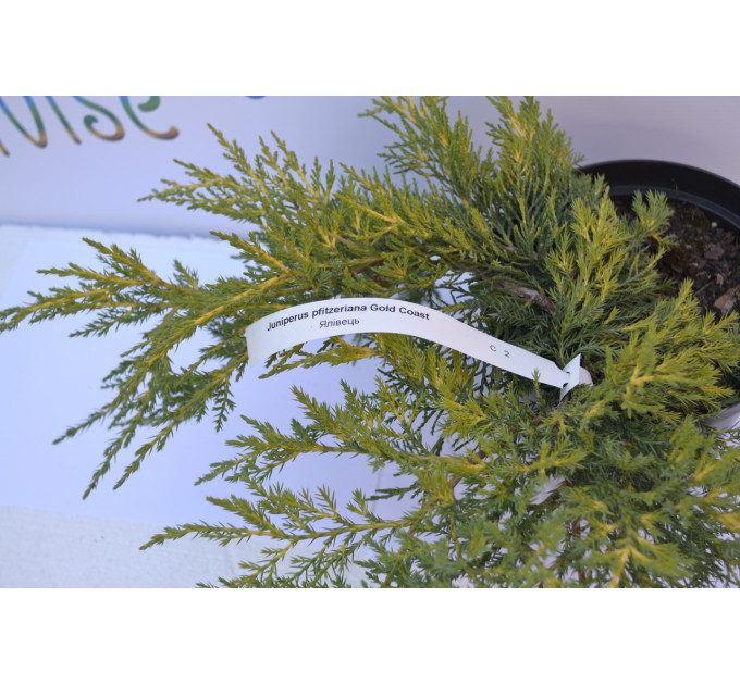 Можжевельник средний Голд Кост(Gold Coast) C3 40-50см