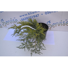 Можжевельник средний Голд Кост(Gold Coast) C3 40-50см