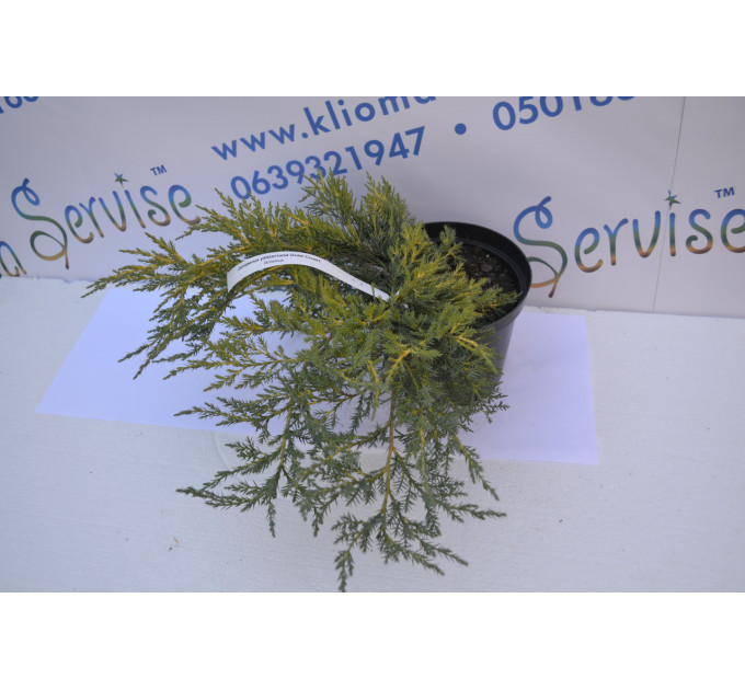 Можжевельник средний Голд Кост(Gold Coast) C3 40-50см