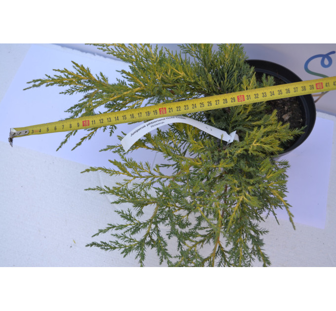 Можжевельник средний Голд Кост(Gold Coast) C3 40-50см