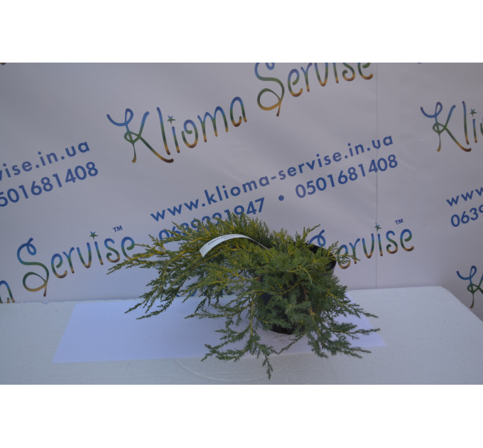 Можжевельник средний Голд Кост(Gold Coast) C3 40-50см