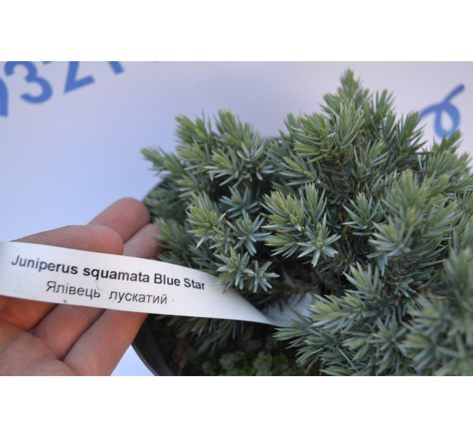 Можжевельник чешуйчатый "Blue Star" p9.10-12 cm