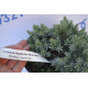 Можжевельник чешуйчатый "Blue Star" p9.10-12 cm