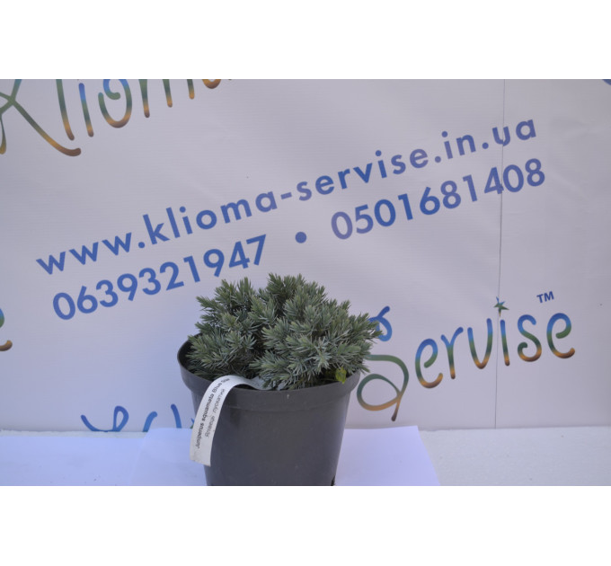 Можжевельник чешуйчатый "Blue Star" p9.10-12 cm