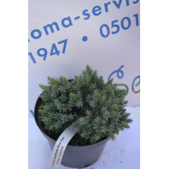 Можжевельник чешуйчатый "Blue Star" p9.10-12 cm