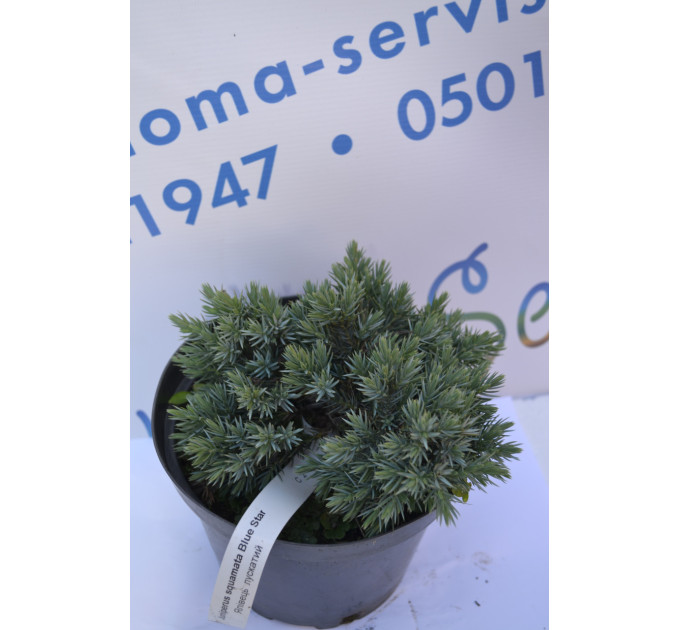 Можжевельник чешуйчатый "Blue Star" p9.10-12 cm