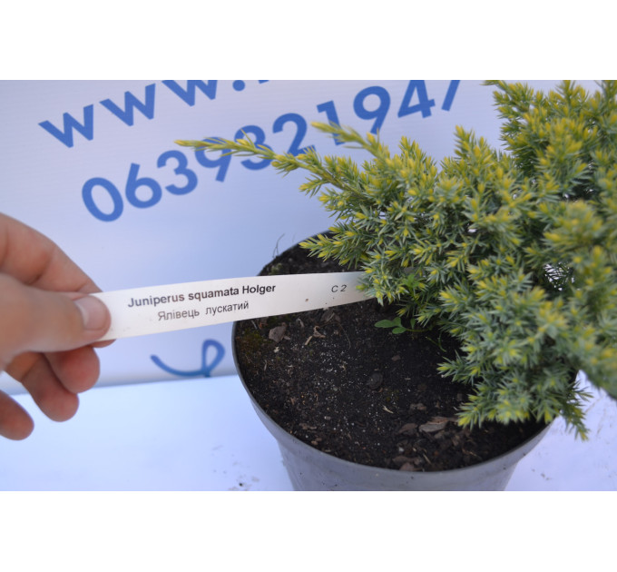 Можжевельник чешуйчатый "Holder" 10-12 cm (p9)