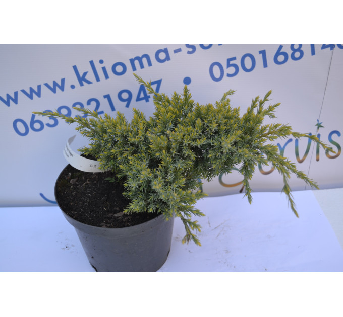 Можжевельник чешуйчатый "Holder" 10-12 cm (p9)