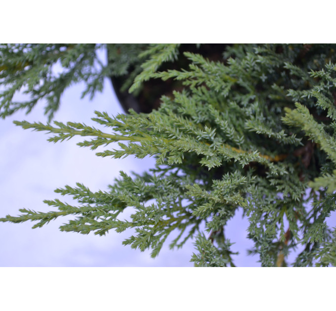 Можжевельник казацкий "Tamariscifola" D 30-40 (C3)