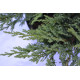 Можжевельник казацкий "Tamariscifola" D 30-40 (C3)