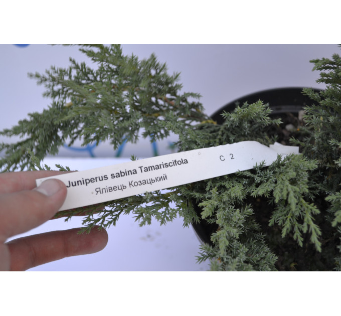 Можжевельник казацкий "Tamariscifola" D 30-40 (C3)