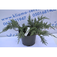 Можжевельник казацкий "Tamariscifola" D 30-40 (C3)
