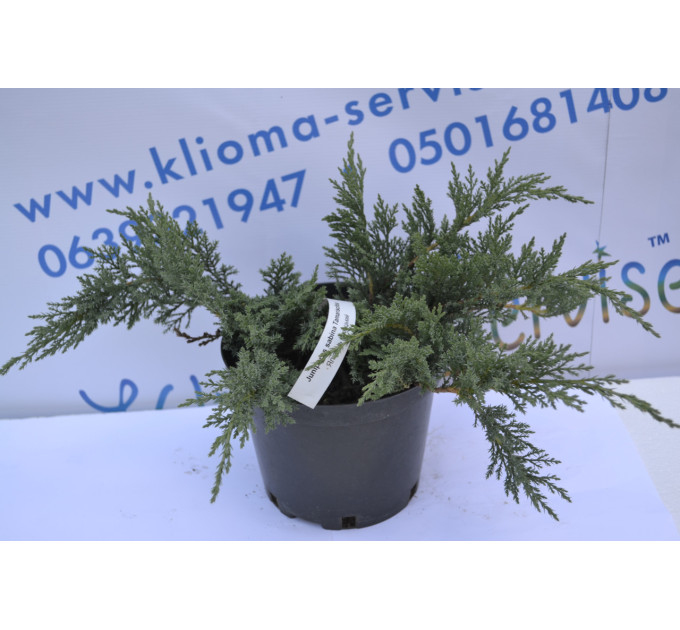 Можжевельник казацкий "Tamariscifola" D 30-40 (C3)