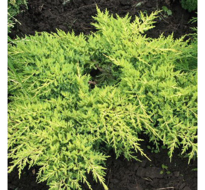 Ялівець середній Gold Star (Голд Стар), 3л. 25-35 см