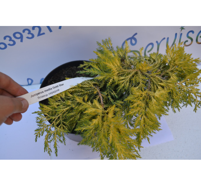 Ялівець середній Gold Star (Голд Стар), 3л. 25-35 см