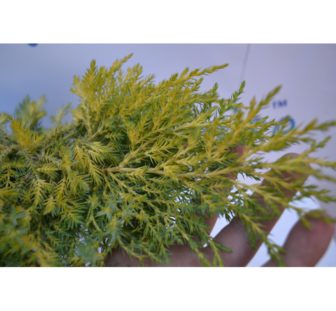 Ялівець середній Gold Star (Голд Стар), 3л. 25-35 см