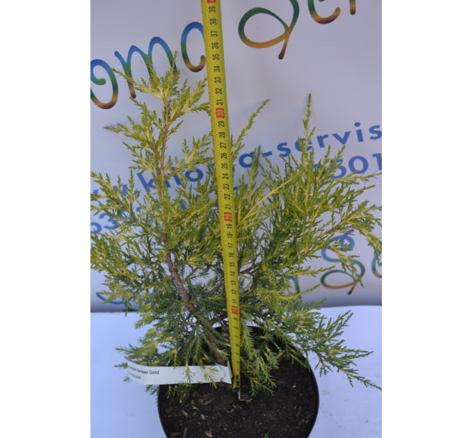 Можжевельник китайский "Kuriwao Gold" 10-15см. (p9)