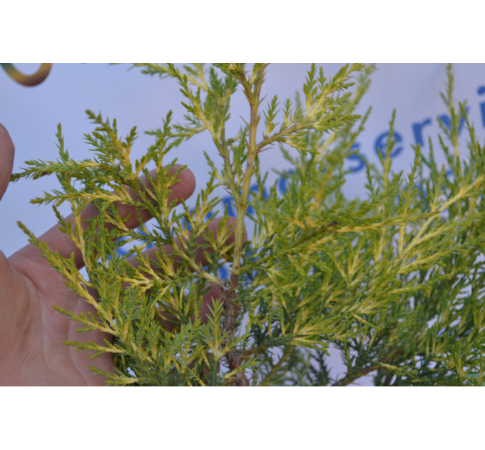 Можжевельник китайский "Kuriwao Gold" 10-15см. (p9)