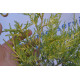 Можжевельник китайский "Kuriwao Gold" 10-15см. (p9)