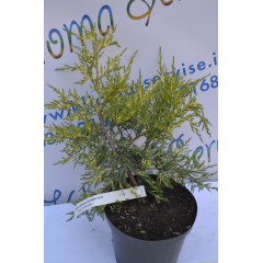 Можжевельник китайский "Kuriwao Gold" 10-15см. (p9)