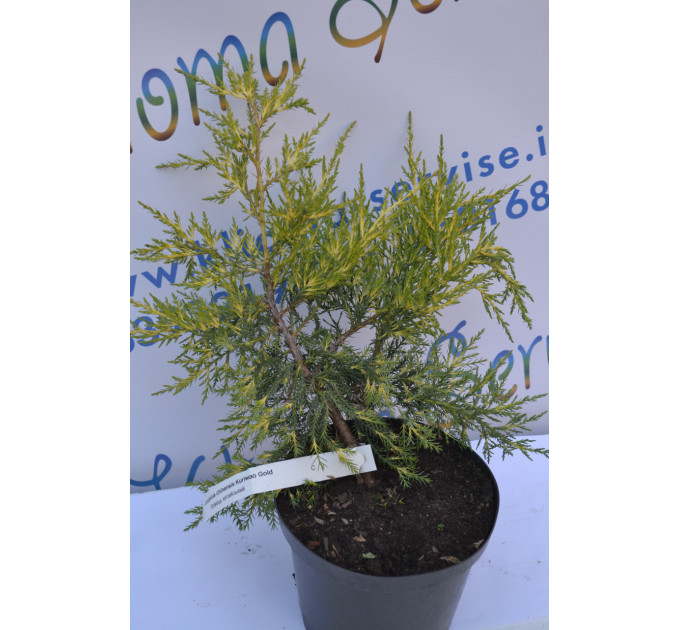 Можжевельник китайский "Kuriwao Gold" 10-15см. (p9)