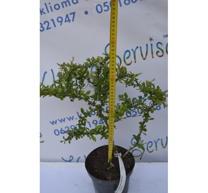 Барбарис Дартс Дефиансе "Darts Defiance" H 40 C2