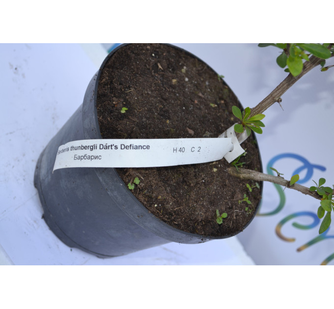 Барбарис Дартс Дефиансе "Darts Defiance" H 40 C2