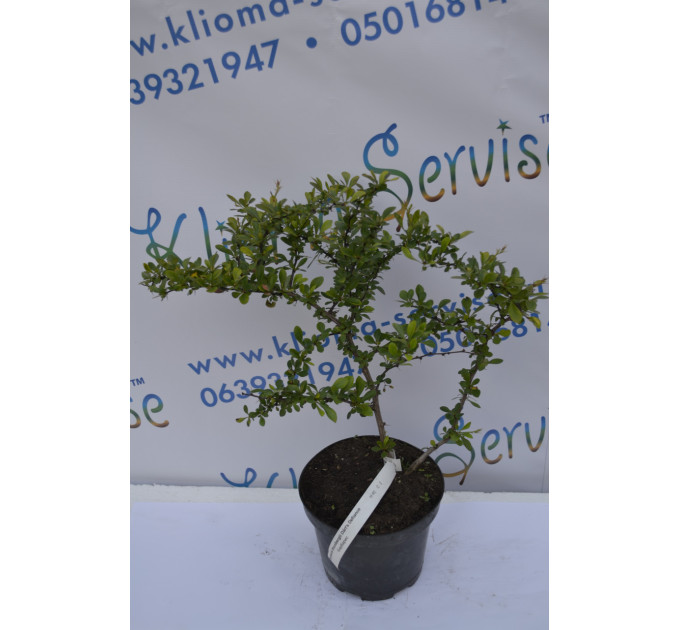 Барбарис Дартс Дефиансе "Darts Defiance" H 40 C2