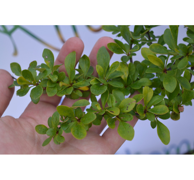 Барбарис Дартс Дефиансе "Darts Defiance" H 40 C2