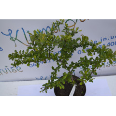 Барбарис Дартс Дефиансе "Darts Defiance" H 40 C2