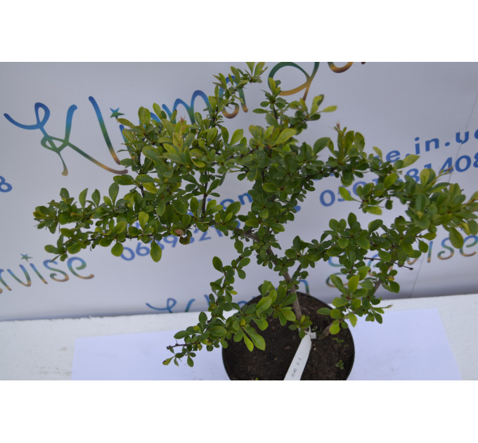 Барбарис Дартс Дефиансе "Darts Defiance" H 40 C2