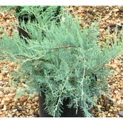 Можжевельник виргинский «Grey Owl», конт. P9